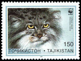 Pallas's Cat (Otocolobus manul)