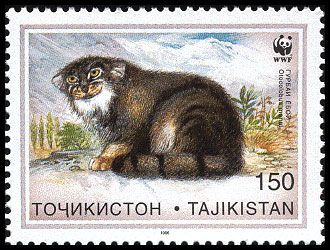 Pallas's Cat (Otocolobus manul)
