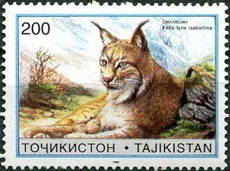 Mongolian Lynx (Lynx lynx isabellina)