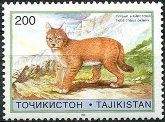 Jungle Cat (Felis chaus oxiana)