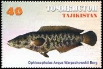Amur Snakehead (Ophiocephalus argus warpachowskii)