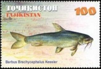 Aral Barbel (Barbus brachycephalus)