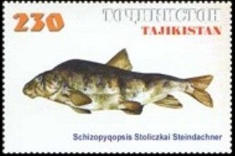 Cyprinid (Schizopyqopsis stoliczkai)