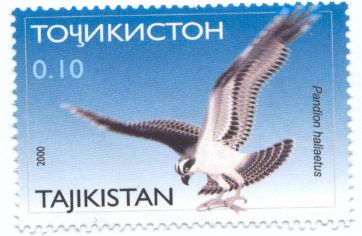 Osprey (Pandion haliaetus)