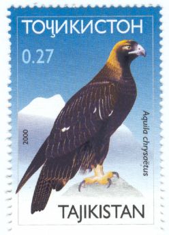 Golden Eagle (Aquila chrysaetos)