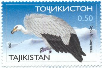 Himalayan Vulture (Gyps himalayensis)