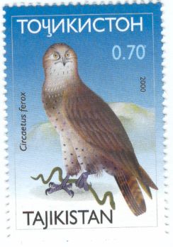 Short-toed Snake Eagle (Circaetus gallicus)