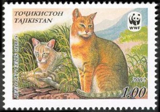 Reed Cat (Felis chaus)