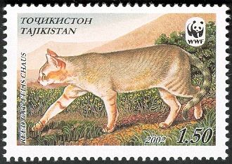 Reed Cat (Felis chaus)
