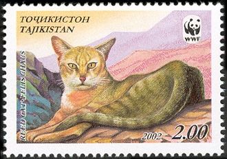 Reed Cat (Felis chaus)