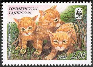 Reed Cat (Felis chaus)