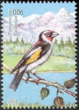European Goldfinch (Carduelis carduelis)