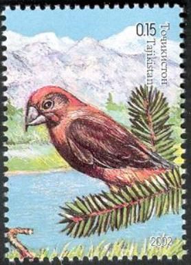 Red Crossbill (Loxia curvirostra)