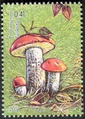 Common Caber Stalk Mushroom