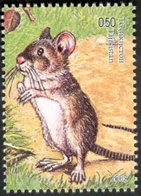 Yellow Throated Mouse