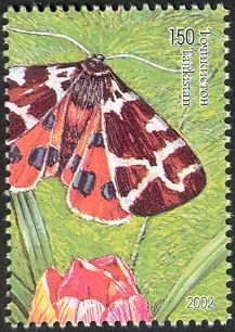 Garden Tiger Moth (Arctia caja)