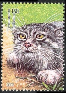 Pallas's Cat (Otocolobus manul)