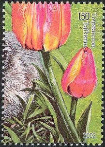 Tulip