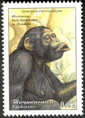 Chimpanzee (Pan troglodytes)