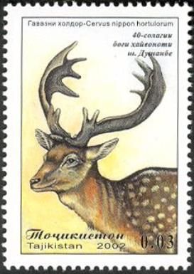 Dybowski's Sika Deer (Cervus nippon hortulorum)
