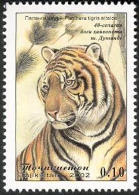 Siberian Tiger (Panthera tigris altaica)