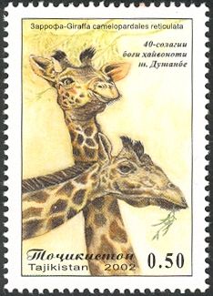 Reticulated Giraffe (Giraffa camelopardalis reticulata)