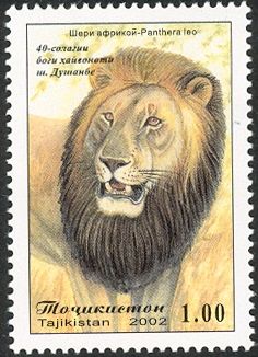 Lion (Panthera leo)