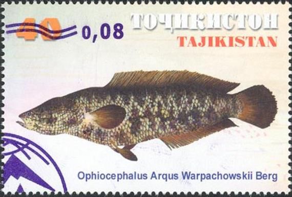 Amur Snakehead (Ophiocephalus argus warpachowskii) Overprint