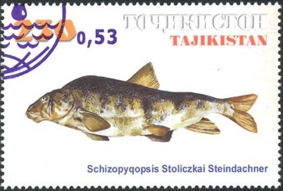 Cyprinid (Schizopygopsis stoliczkae) - Surcharge & Overprint