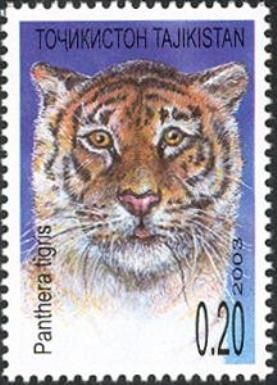Tiger (Panthera tigris)