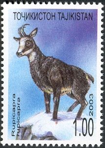 Chamois (Rupicapra rupicapra)