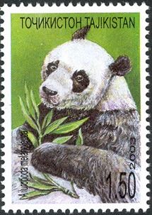 Giant Panda (Ailuropoda melanoleuca)