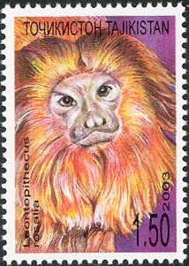 Golden Lion Tamarin (Leontopithecus rosalia)