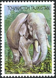 Asian Elephant (Elephas maximus)