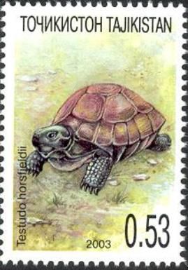 Horsfield’s Tortoise (Testudo horsfieldii)