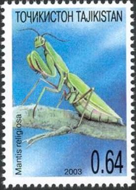 Praying Mantis (Mantis religiosa)
