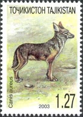 Golden Jackal (Canis aureus)