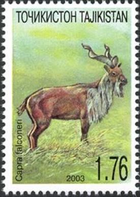 Markhor (Capra falconeri)