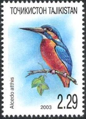 Common Kingfisher (Alcedo atthis)