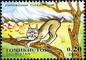 Mongolian Lynx (Lynx lynx isabellina)