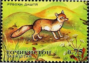 Corsac Fox (Alopex corsac) 