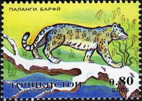 Snow Leopard (Panthera uncia)