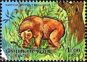 Brown Bear (Ursus arctos)