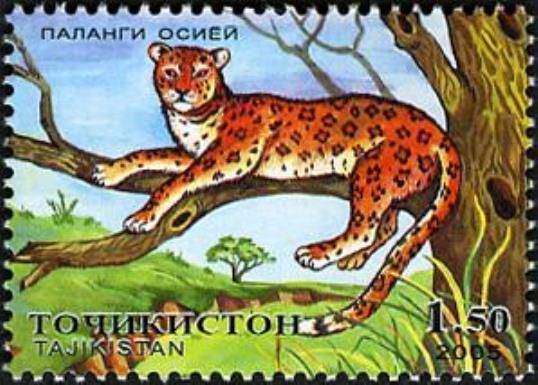 Leopard (Panthera pardus)