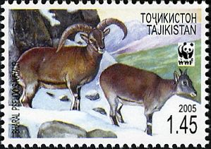 Bharal (Pseudois nayaur), Male and Female