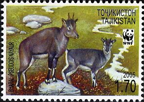 Bharal (Pseudois nayaur), Two Females