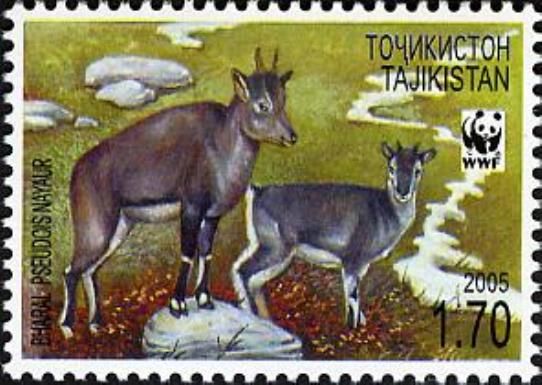 Bharal (Pseudois nayaur), Two Females