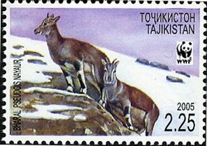 Bharal (Pseudois nayaur), Two Females in Snow