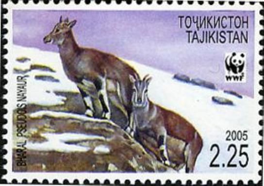 Bharal (Pseudois nayaur), Two Females in Snow