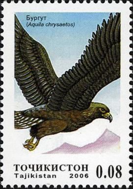 Royal Eagle (Aquila chrysaetos)
